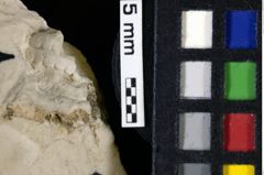 Foto (Detailansicht) von Palaeopalinurus glaessneri (Bachmayer, 1954) (NHMW-GEO-1990-0041-0090)